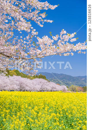 《宮崎県》西都原・満開の桜並木と菜の花畑 128816616