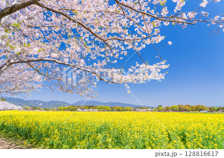 《宮崎県》西都原・満開の桜並木と菜の花畑 128816617