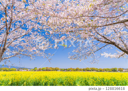 《宮崎県》西都原・満開の桜並木と菜の花畑 128816618