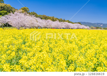《宮崎県》西都原・満開の桜並木と菜の花畑 《宮崎県》西都原・満開の桜並木と菜の花畑 128816619