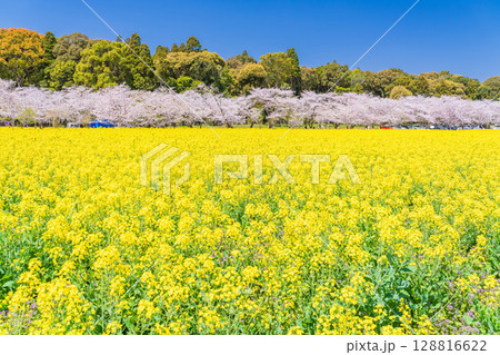 《宮崎県》西都原・満開の桜並木と菜の花畑 128816622