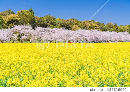 《宮崎県》西都原・満開の桜並木と菜の花畑 128816623