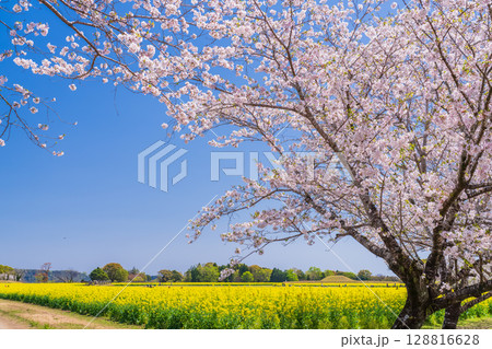 《宮崎県》西都原・満開の桜並木と菜の花畑 128816628