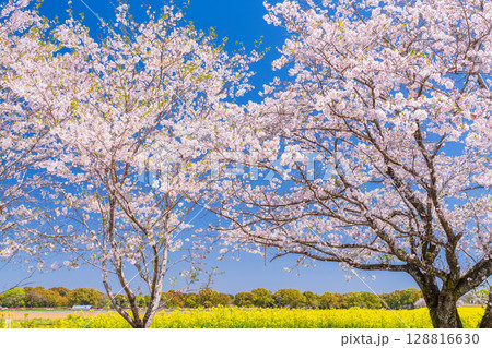 《宮崎県》西都原・満開の桜並木と菜の花畑 128816630