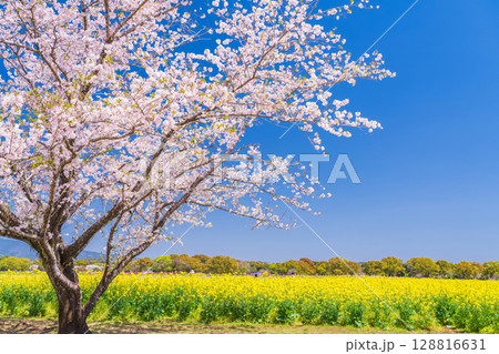 《宮崎県》西都原・満開の桜並木と菜の花畑 128816631