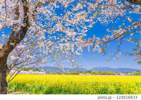 《宮崎県》西都原・満開の桜並木と菜の花畑 128816633