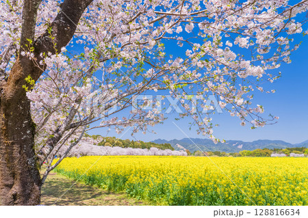 《宮崎県》西都原・満開の桜並木と菜の花畑 128816634