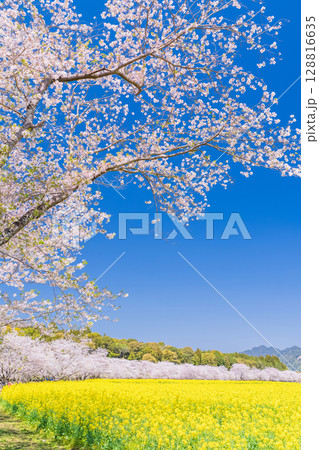 《宮崎県》西都原・満開の桜並木と菜の花畑 128816635