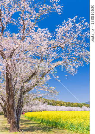 《宮崎県》西都原・満開の桜並木と菜の花畑 128816636