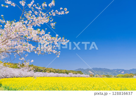 《宮崎県》西都原・満開の桜並木と菜の花畑 128816637