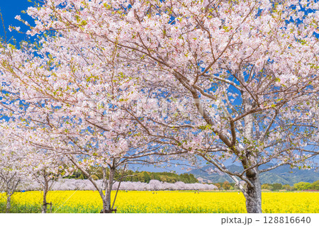 《宮崎県》西都原・満開の桜並木と菜の花畑 128816640