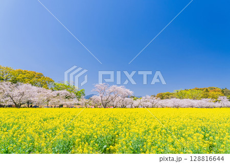 《宮崎県》西都原・満開の桜並木と菜の花畑 128816644