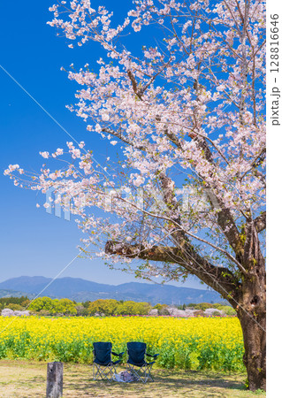 《宮崎県》西都原・満開の桜並木と菜の花畑 128816646