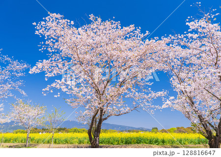 《宮崎県》西都原・満開の桜並木と菜の花畑 128816647