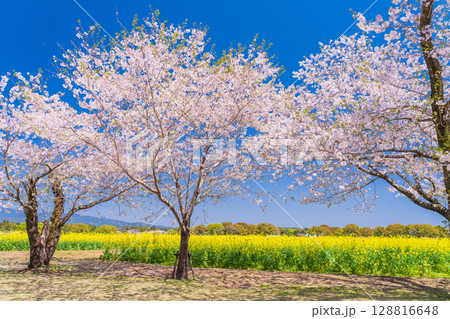 《宮崎県》西都原・満開の桜並木と菜の花畑 128816648