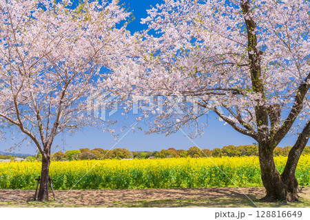 《宮崎県》西都原・満開の桜並木と菜の花畑 128816649