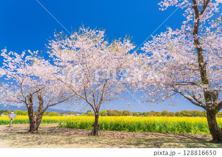 《宮崎県》西都原・満開の桜並木と菜の花畑 128816650