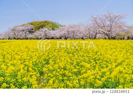 《宮崎県》西都原・満開の桜並木と菜の花畑 128816651
