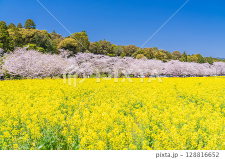 《宮崎県》西都原・満開の桜並木と菜の花畑 128816652