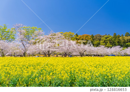 《宮崎県》西都原・満開の桜並木と菜の花畑 128816653