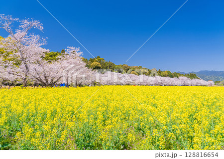 《宮崎県》西都原・満開の桜並木と菜の花畑 128816654