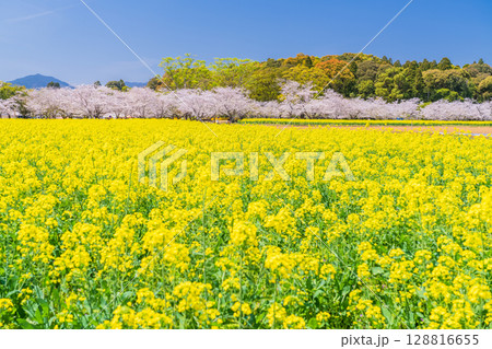 《宮崎県》西都原・満開の桜並木と菜の花畑 128816655