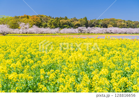 《宮崎県》西都原・満開の桜並木と菜の花畑 128816656