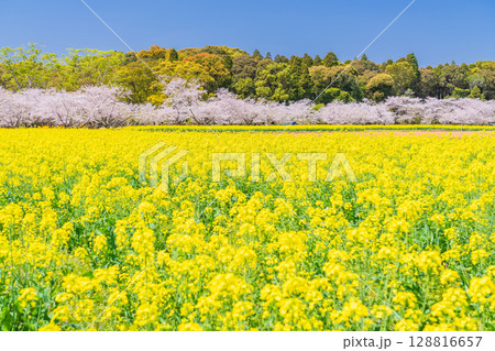 《宮崎県》西都原・満開の桜並木と菜の花畑 128816657