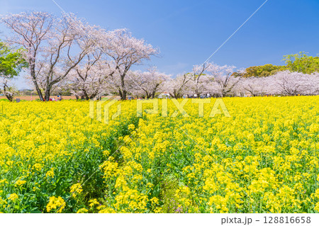 《宮崎県》西都原・満開の桜並木と菜の花畑 128816658
