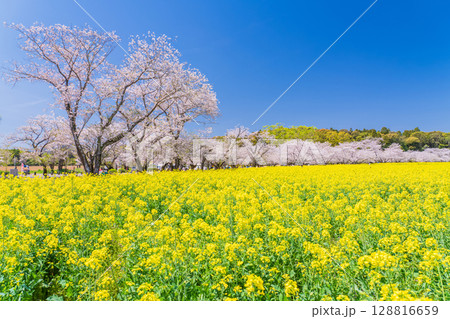 《宮崎県》西都原・満開の桜並木と菜の花畑 128816659