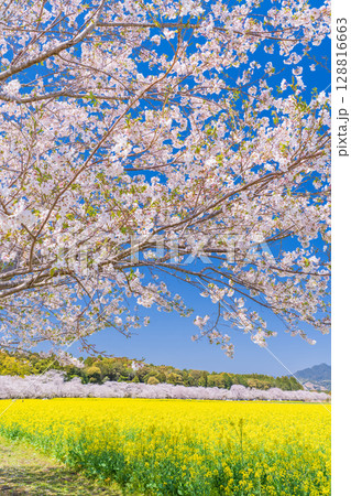 《宮崎県》西都原・満開の桜並木と菜の花畑 128816663