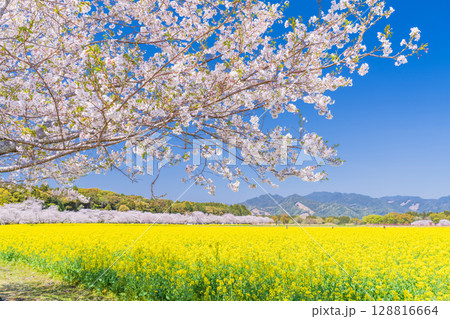 《宮崎県》西都原・満開の桜並木と菜の花畑 128816664