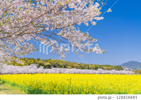 《宮崎県》西都原・満開の桜並木と菜の花畑 128816665