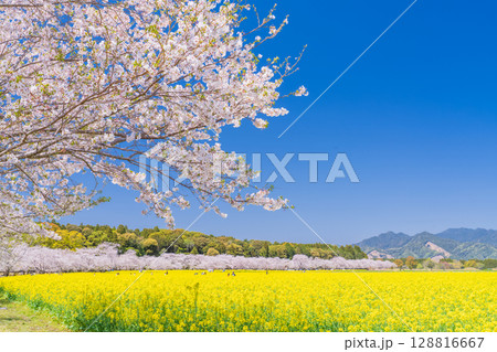 《宮崎県》西都原・満開の桜並木と菜の花畑 128816667