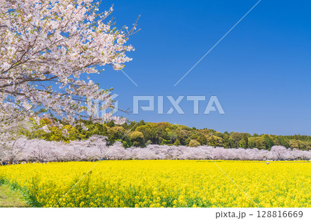 《宮崎県》西都原・満開の桜並木と菜の花畑 128816669