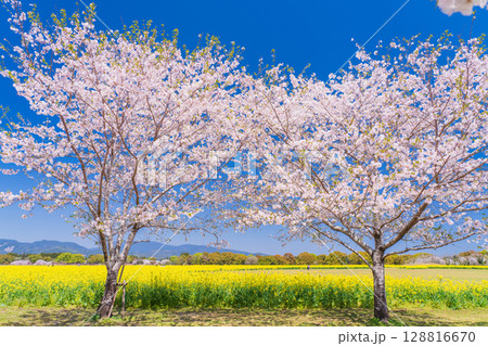《宮崎県》西都原・満開の桜並木と菜の花畑 128816670