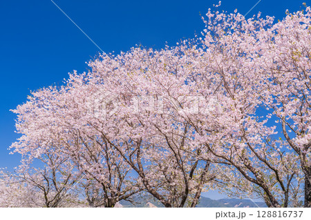 《宮崎県》西都原・満開の桜並木 128816737
