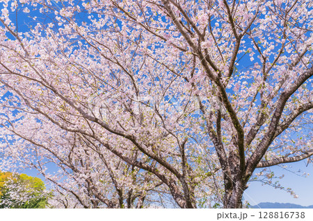 《宮崎県》西都原・満開の桜並木 《宮崎県》西都原・満開の桜並木 128816738