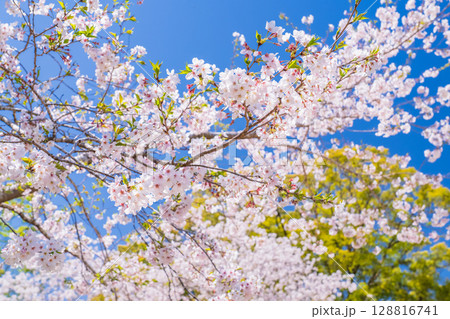 《宮崎県》西都原・満開の桜並木 128816741