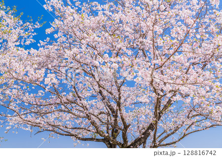 《宮崎県》西都原・満開の桜並木 《宮崎県》西都原・満開の桜並木 128816742