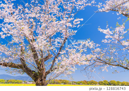 《宮崎県》西都原・満開の桜並木 128816743