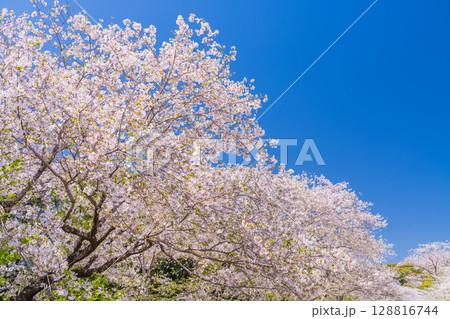 《宮崎県》西都原・満開の桜並木 128816744