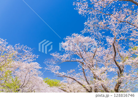 《宮崎県》西都原・満開の桜並木 128816746