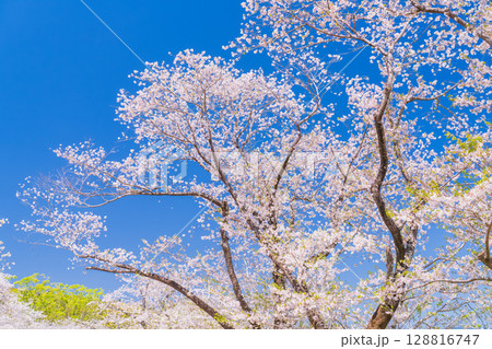 《宮崎県》西都原・満開の桜並木 128816747