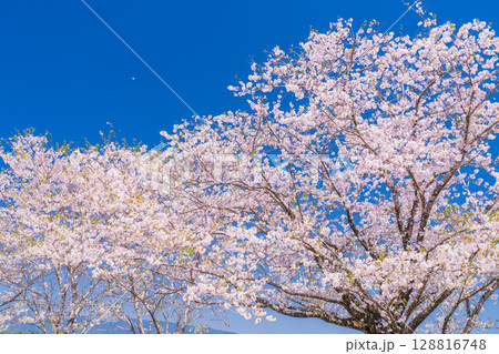 《宮崎県》西都原・満開の桜並木 128816748