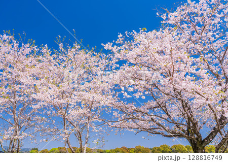《宮崎県》西都原・満開の桜並木 128816749