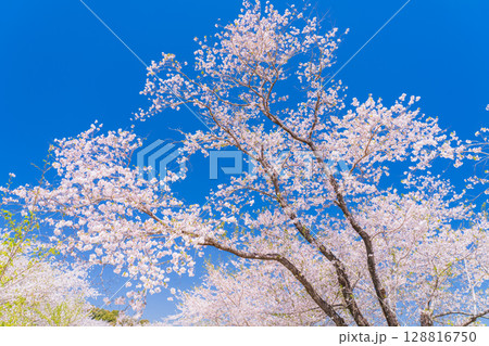 《宮崎県》西都原・満開の桜並木 《宮崎県》西都原・満開の桜並木 128816750