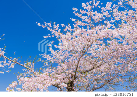 《宮崎県》西都原・満開の桜並木 128816751