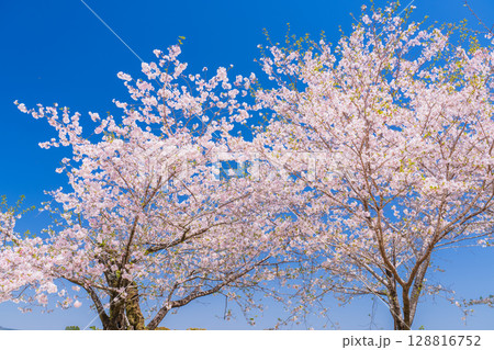 《宮崎県》西都原・満開の桜並木 128816752