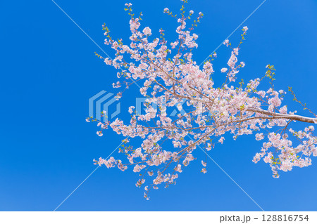 《宮崎県》西都原・満開の桜並木 128816754